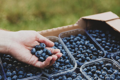 Cropped hand of woman holding blackberries