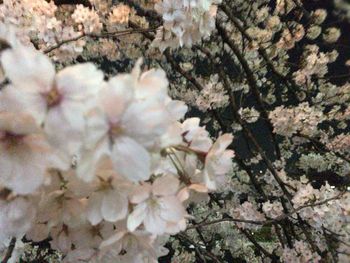 Close-up of cherry blossoms in spring