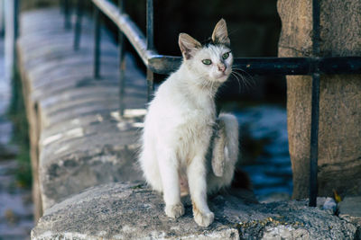 Close-up portrait of a cat