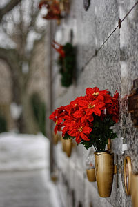 Close-up of red flowers