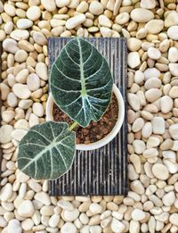 Alocasia black velvet