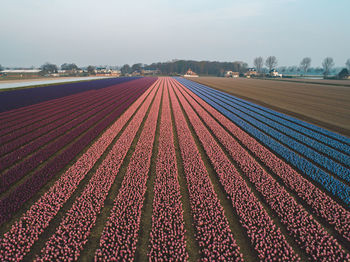 Aerial view of agricultural field against sky