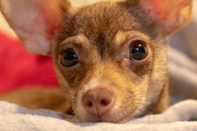 Close-up portrait of a dog