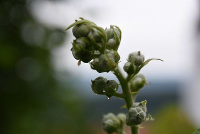 Close-up of flowering plant