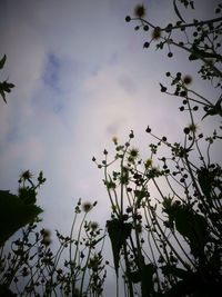 Low angle view of flowers against cloudy sky