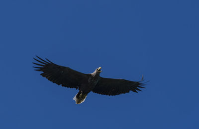 Low angle view of eagle flying in sky