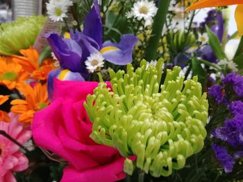 Close-up of flowering plant