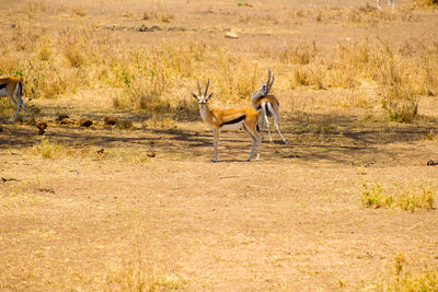 Side view of a antelope  