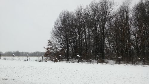 Bare trees on snow covered field