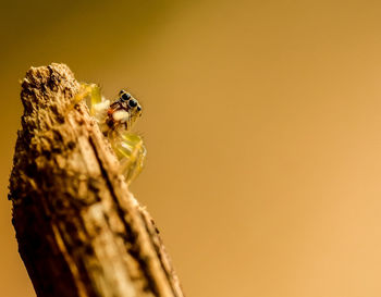 Jumping spider on wood