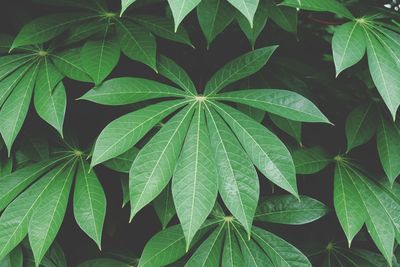 Full frame shot of green leaves