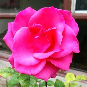 Close-up of pink rose flower