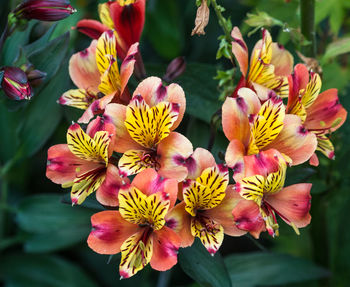 Close-up of yellow flowering plants