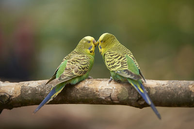 Close-up of parrot perching on branch