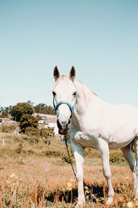 Horse in a field