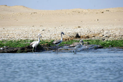 View of birds on beach