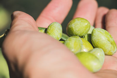 Close-up of hand holding fruit