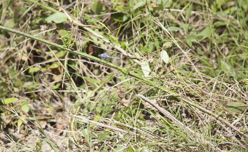 Close-up of lizard on field