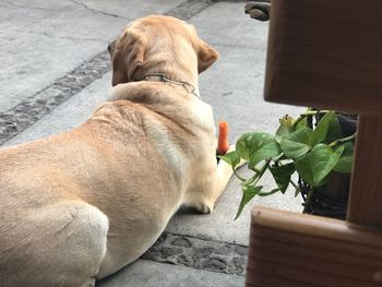 High angle view of dog by flower pot