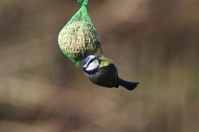 Bluetit hanging on a foodball in winter