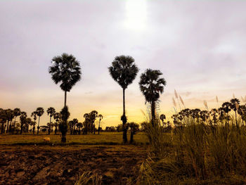 Silhouette trees on field against sky during sunset