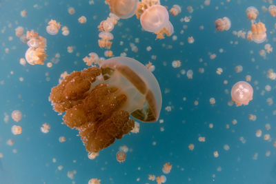 Close-up of jellyfish in water