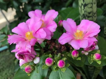 Close-up of pink flowers blooming outdoors