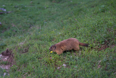 Side view of a reptile on field