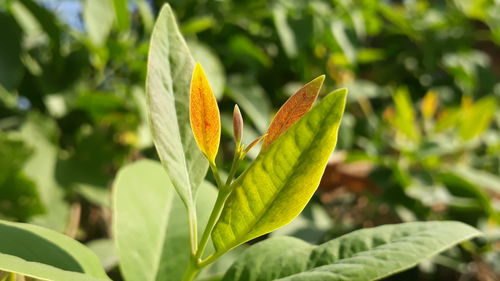 Close-up of green leaves on plant