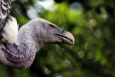 Close-up of bird