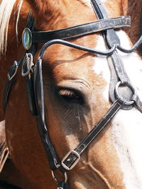 Close-up of horse in ranch