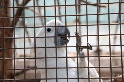 Close-up of a bird in cage