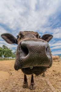 Close-up of a horse on field