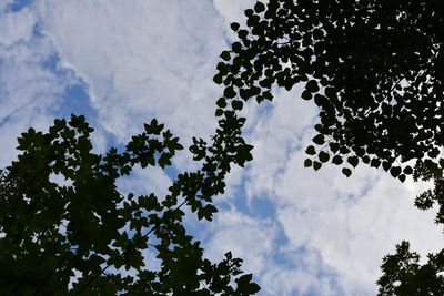 Low angle view of trees against cloudy sky