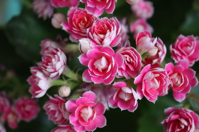 Close-up of pink roses