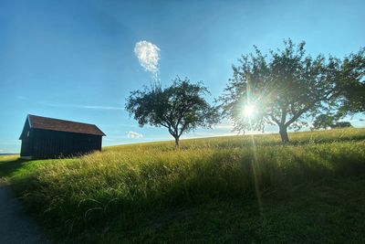 Scenic view of field against bright sun