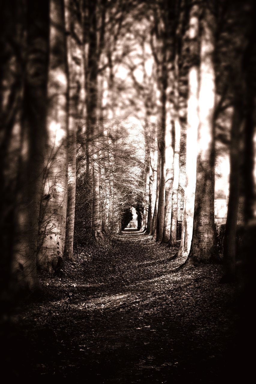 TREES GROWING IN FOREST