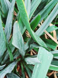 High angle view of leaves growing on plant