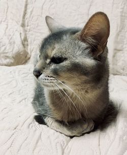 Close-up of a cat looking away