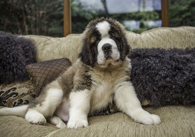 Portrait of saint bernard puppy relaxing on sofa