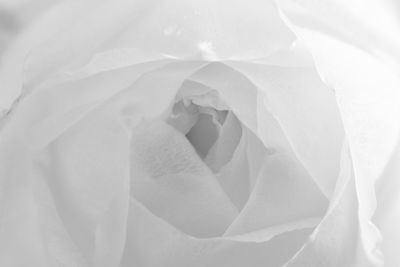 Close-up of white rose