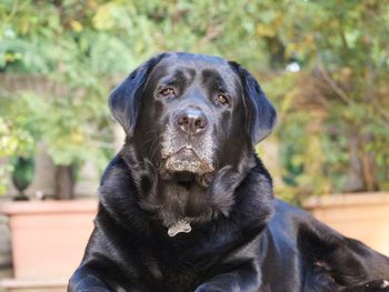 Close-up portrait of black dog