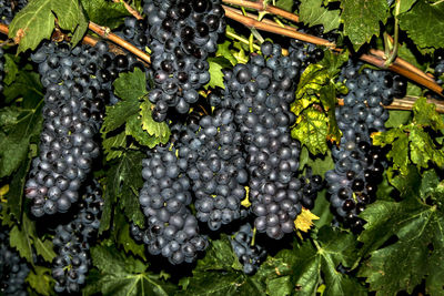 Close-up of grapes growing in vineyard