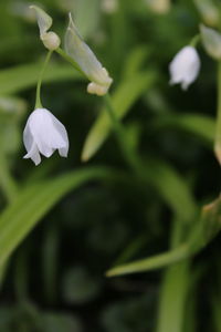 Close-up of flowers