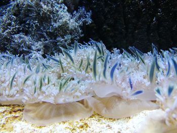 Close-up of coral in sea