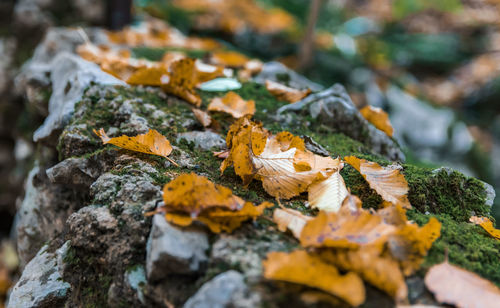 Close-up selective focus photo of autumn leaves on rock