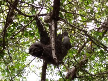 Low angle view of monkey sitting on tree in forest