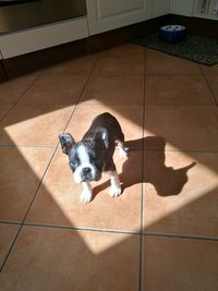 High angle view of puppy on floor