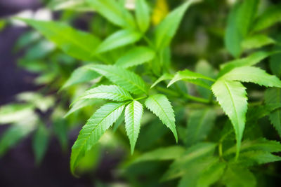 Close-up of fresh green plant