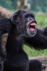 Close-up of monkey shouting
